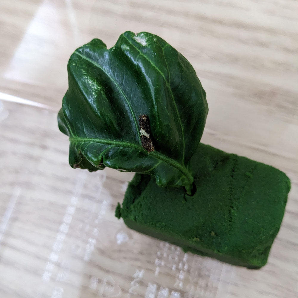 虫かごに入ったアゲハチョウの幼虫