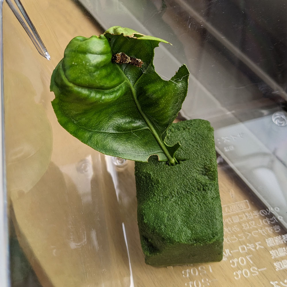 虫かごに入ったアゲハチョウの幼虫
