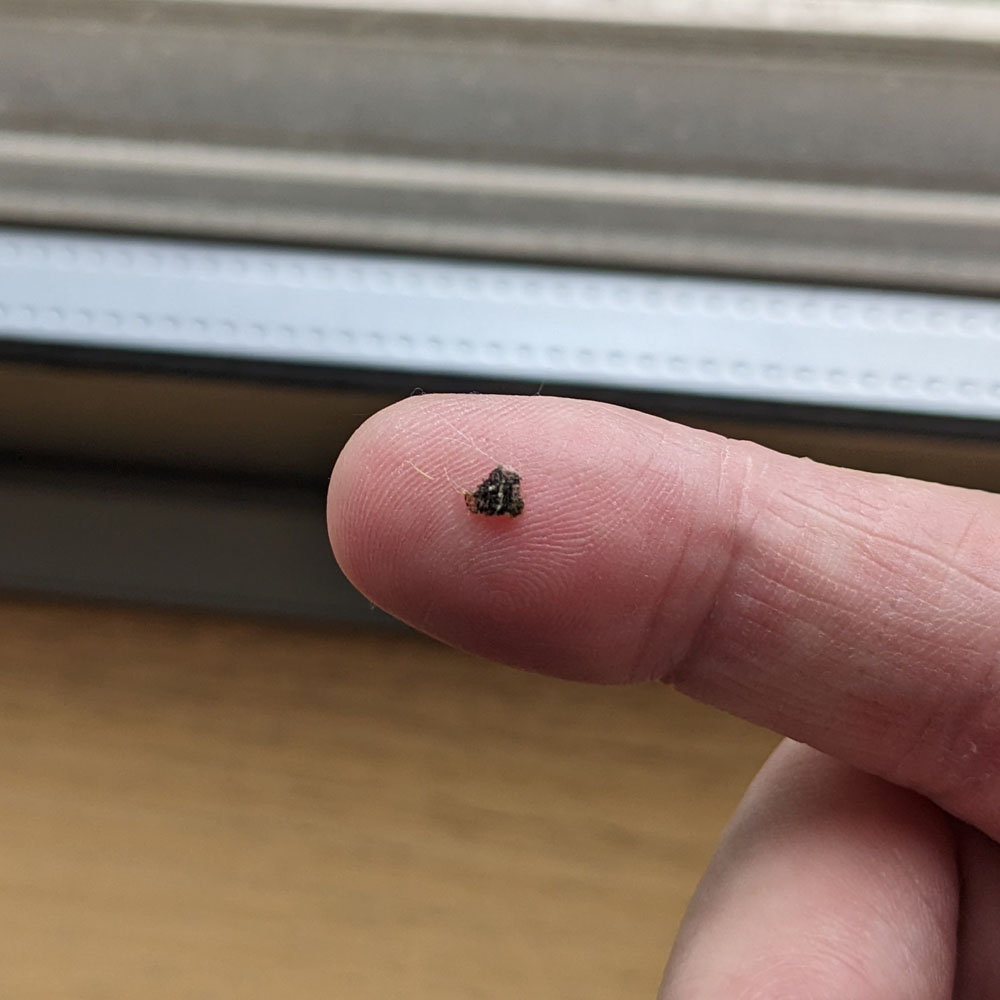 アゲハチョウの幼虫が脱皮した抜け殻らしきもの