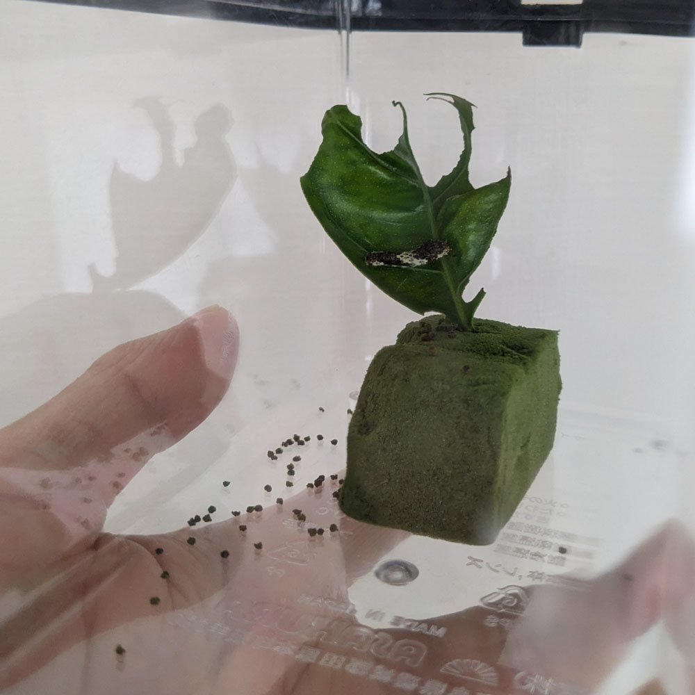 みかんの葉を食べたアゲハチョウの幼虫
