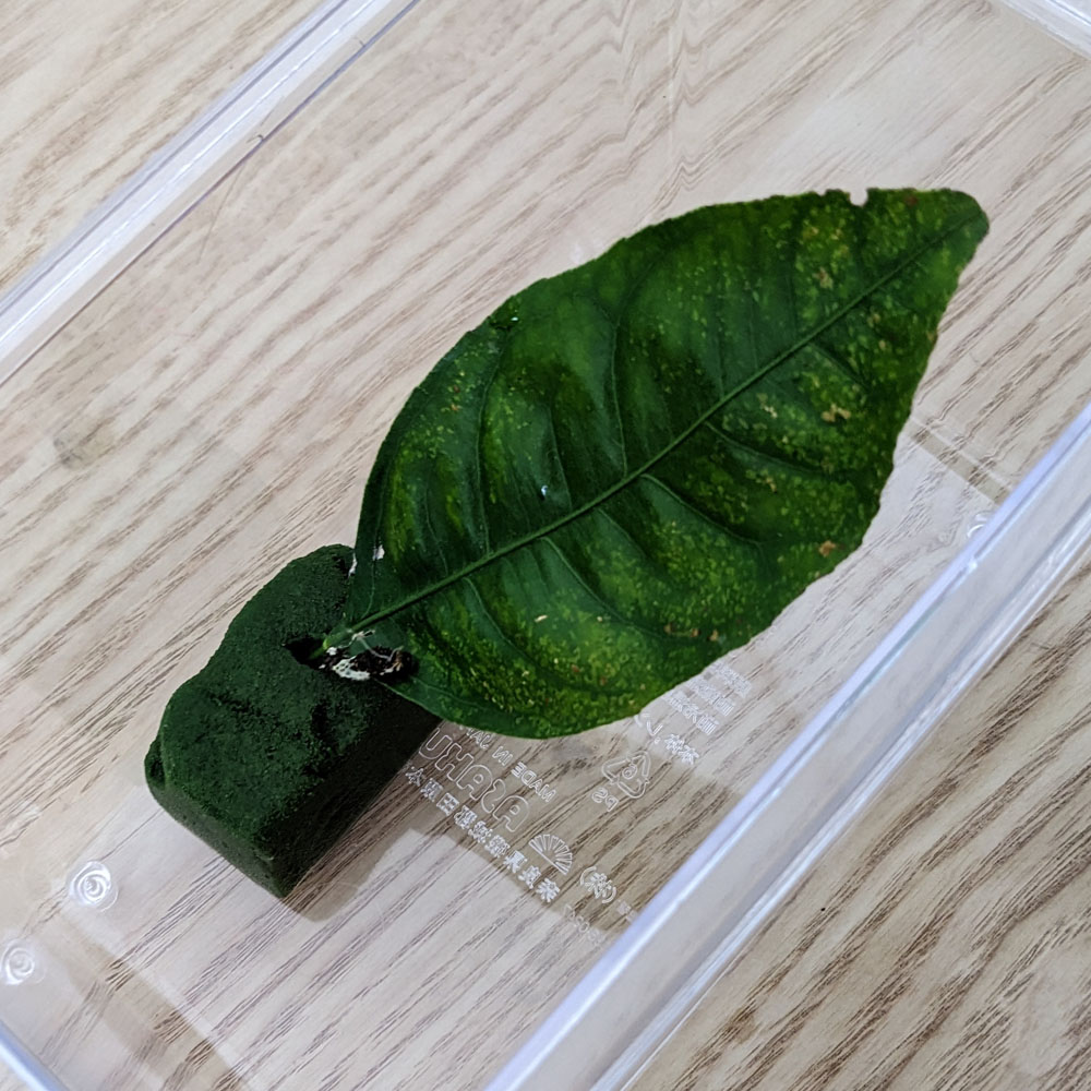 虫かごに入ったアゲハチョウの幼虫