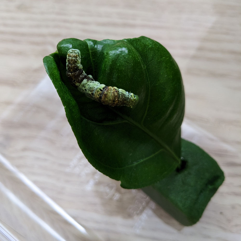 虫かごに入ったアゲハチョウの幼虫