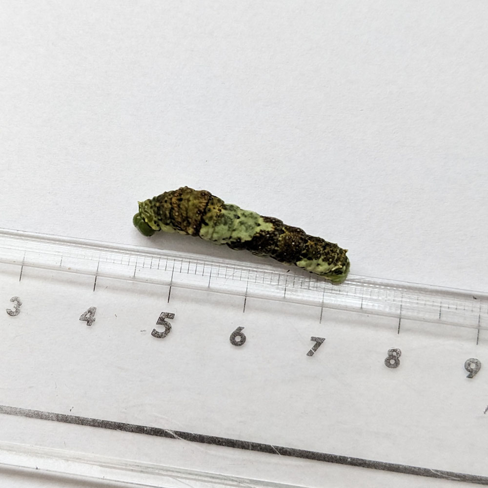 アゲハチョウの4齢幼虫、約3cmの大きさ