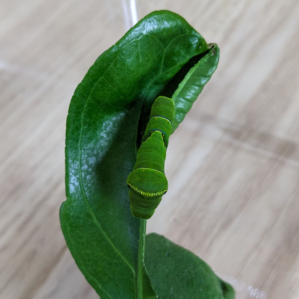 虫かごに入ったアゲハチョウの5齢幼虫