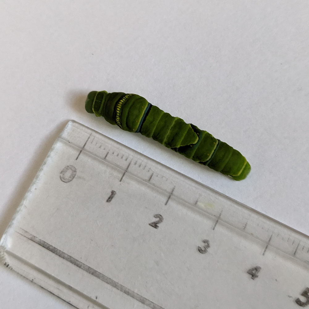 アゲハチョウの5齢幼虫、約4cmの大きさ