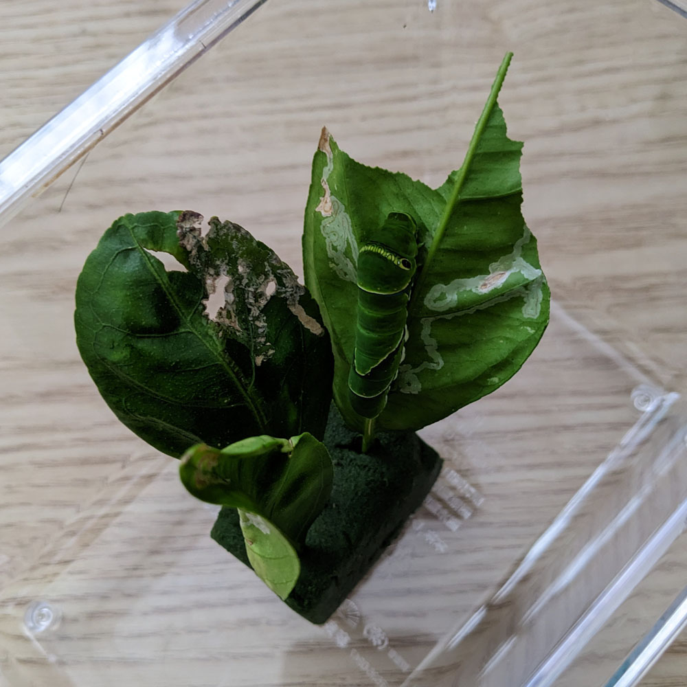 虫かごに入ったアゲハチョウの5齢幼虫、葉っぱが3枚入っている