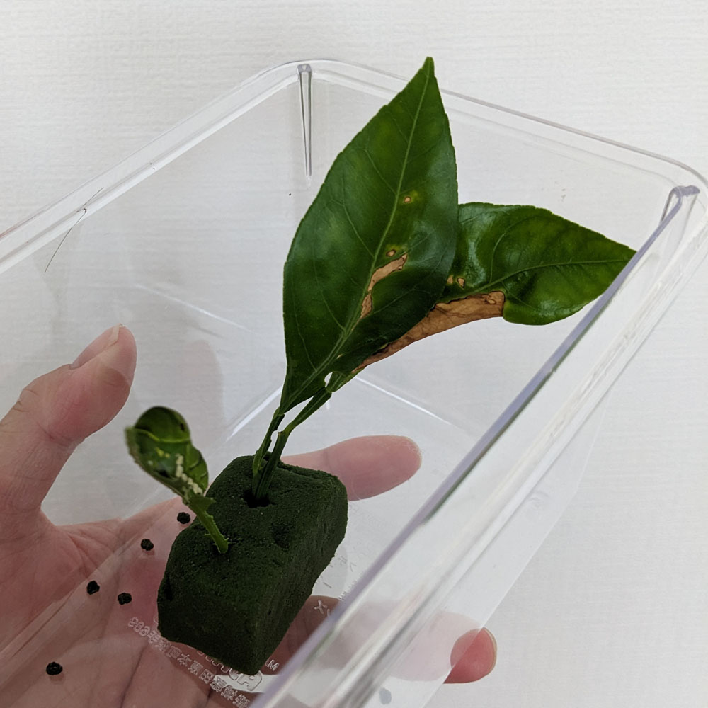 虫かごに入ったアゲハチョウの5齢幼虫、葉っぱが2枚入っている