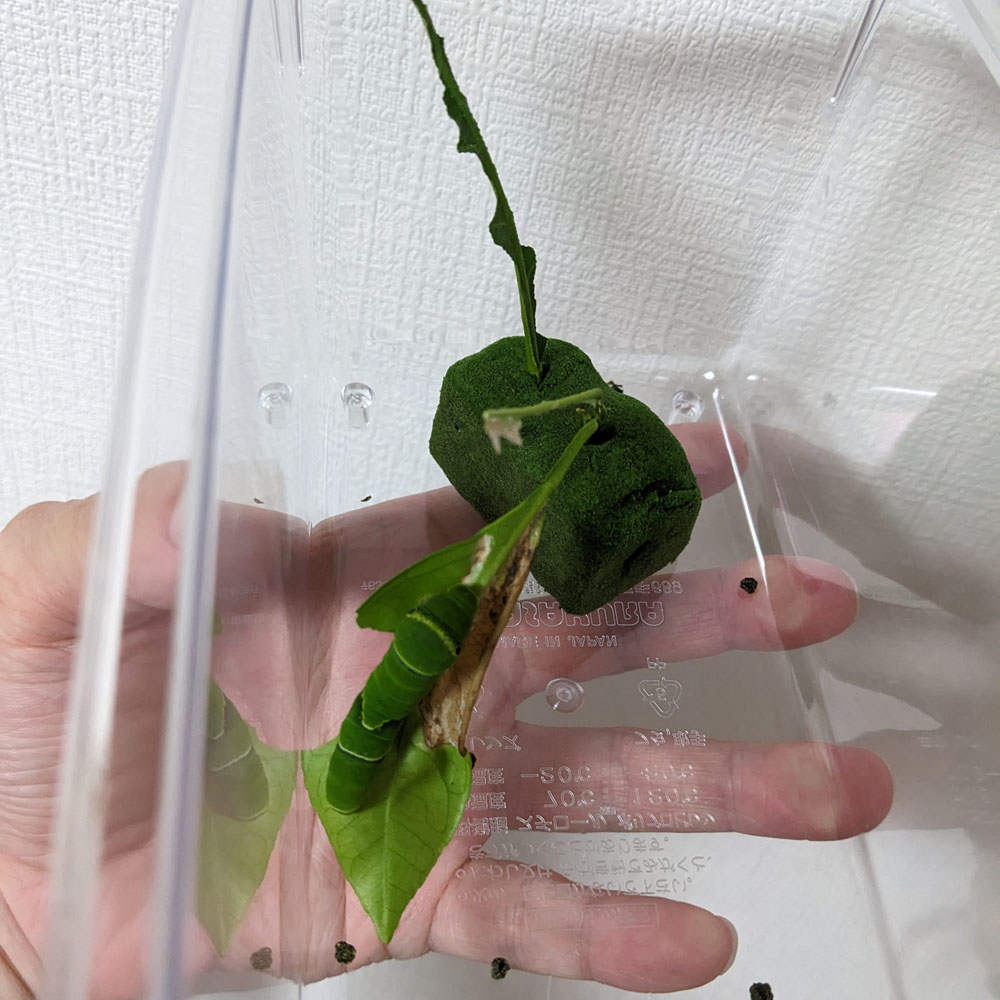 虫かごに入ったアゲハチョウの5齢幼虫、1枚の葉っぱを完食している