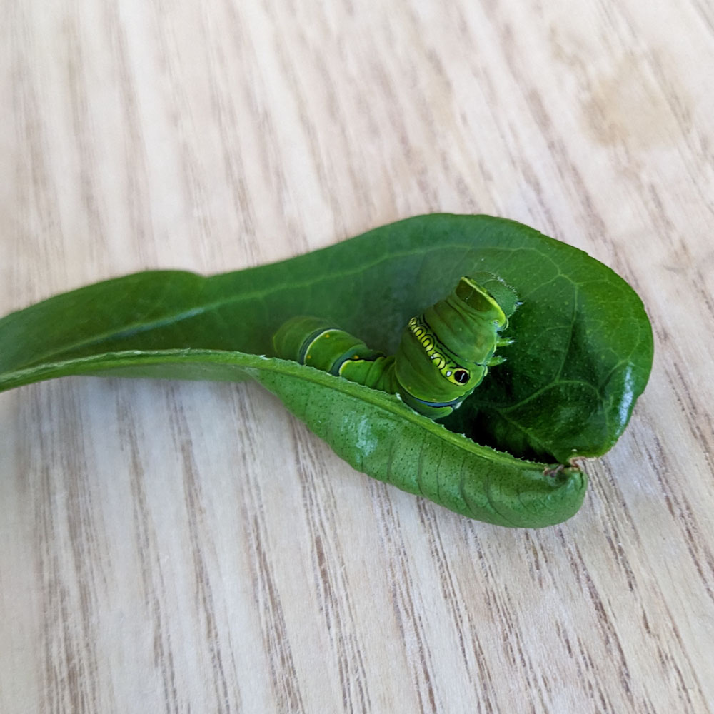 アゲハチョウの5齢幼虫