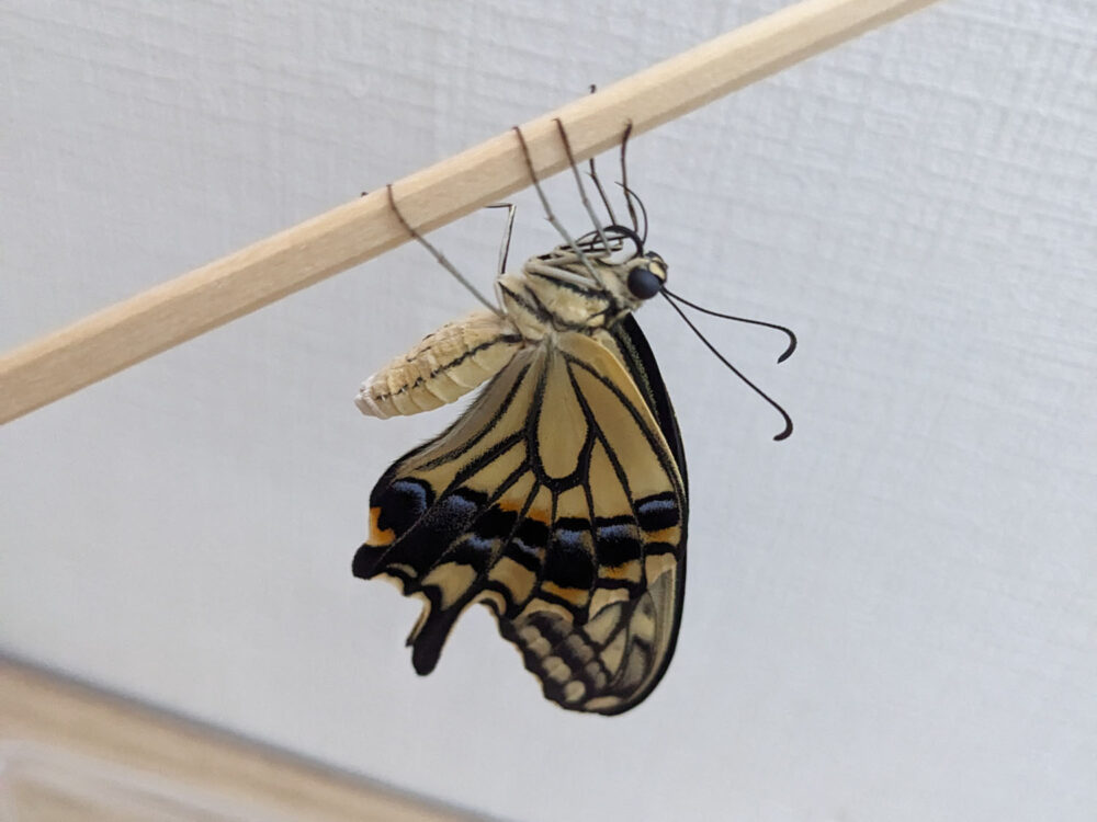 アゲハチョウの成虫、羽を乾かしている