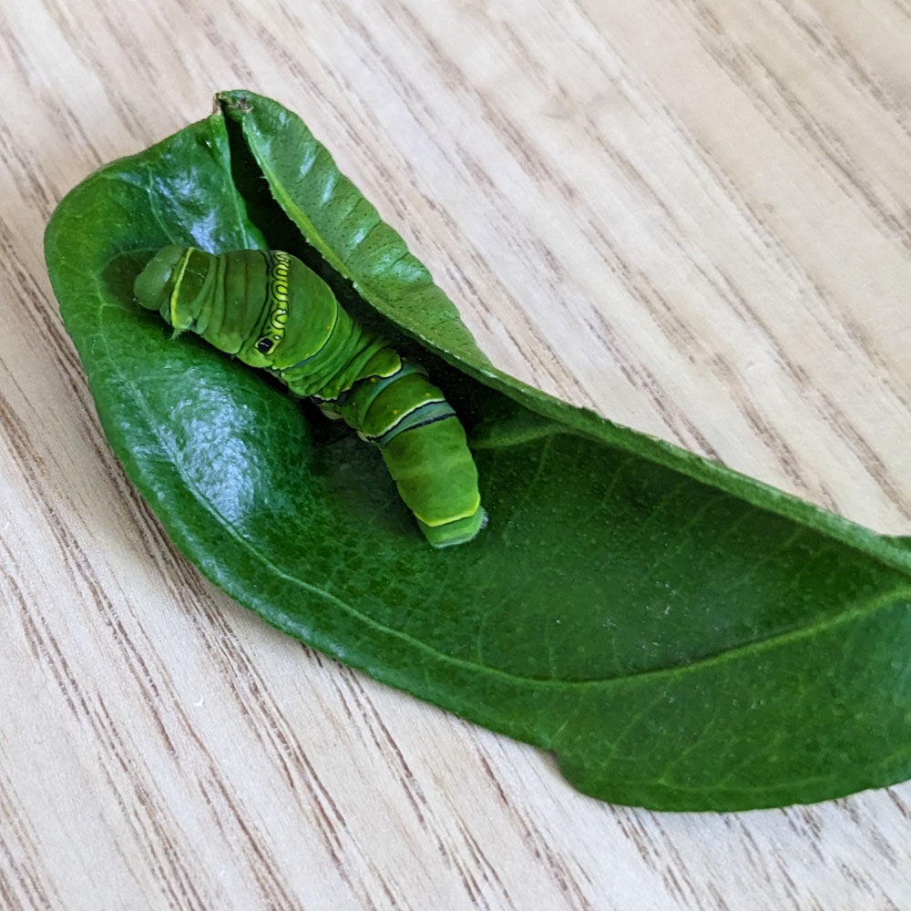 アゲハチョウの5齢幼虫