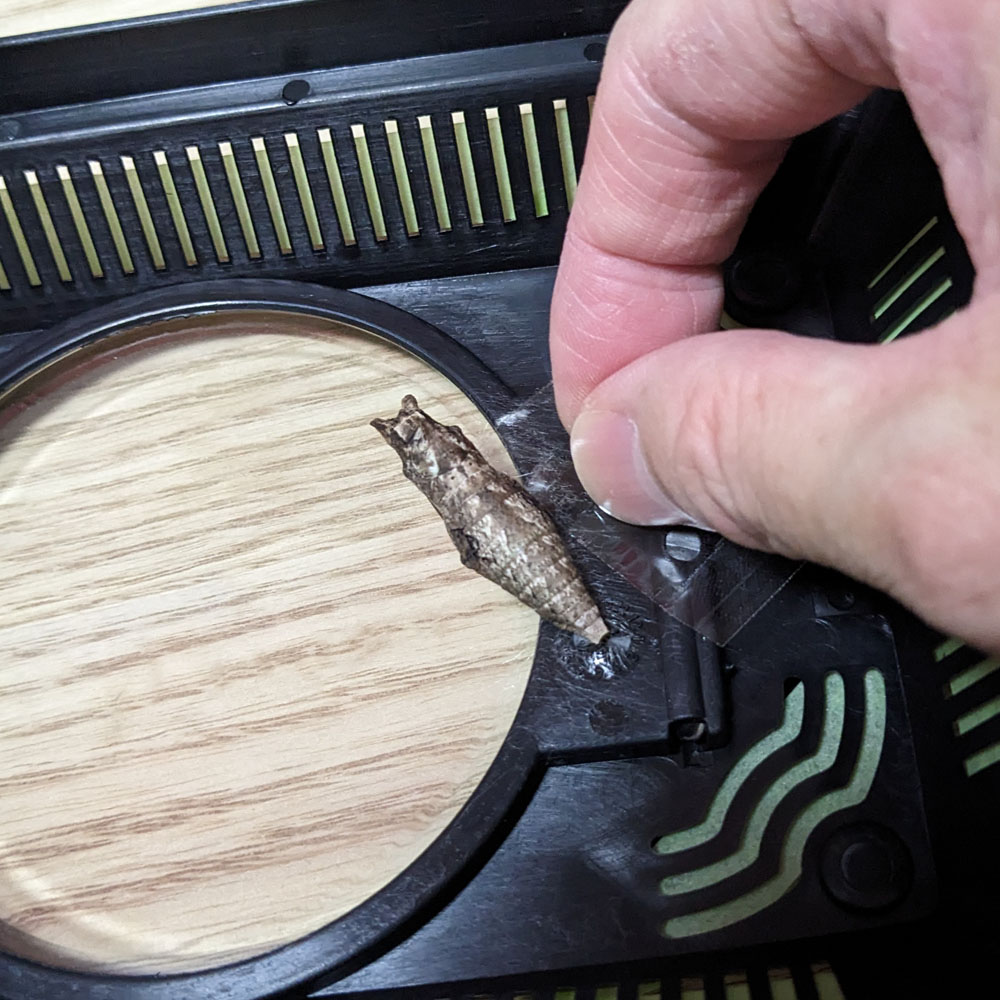 蛹の近くにセロハンテープを貼る