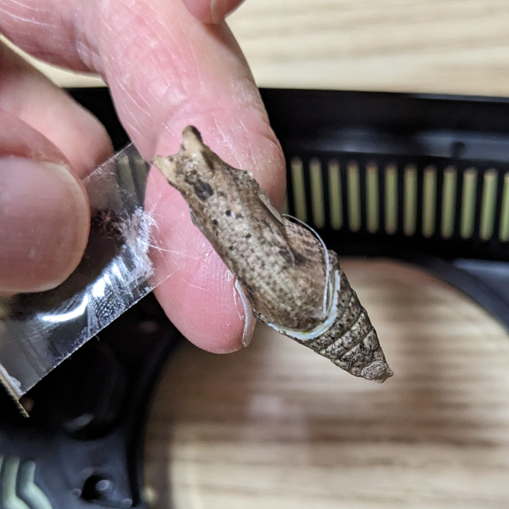 蛹の近くに貼ったセロハンテープをはがす