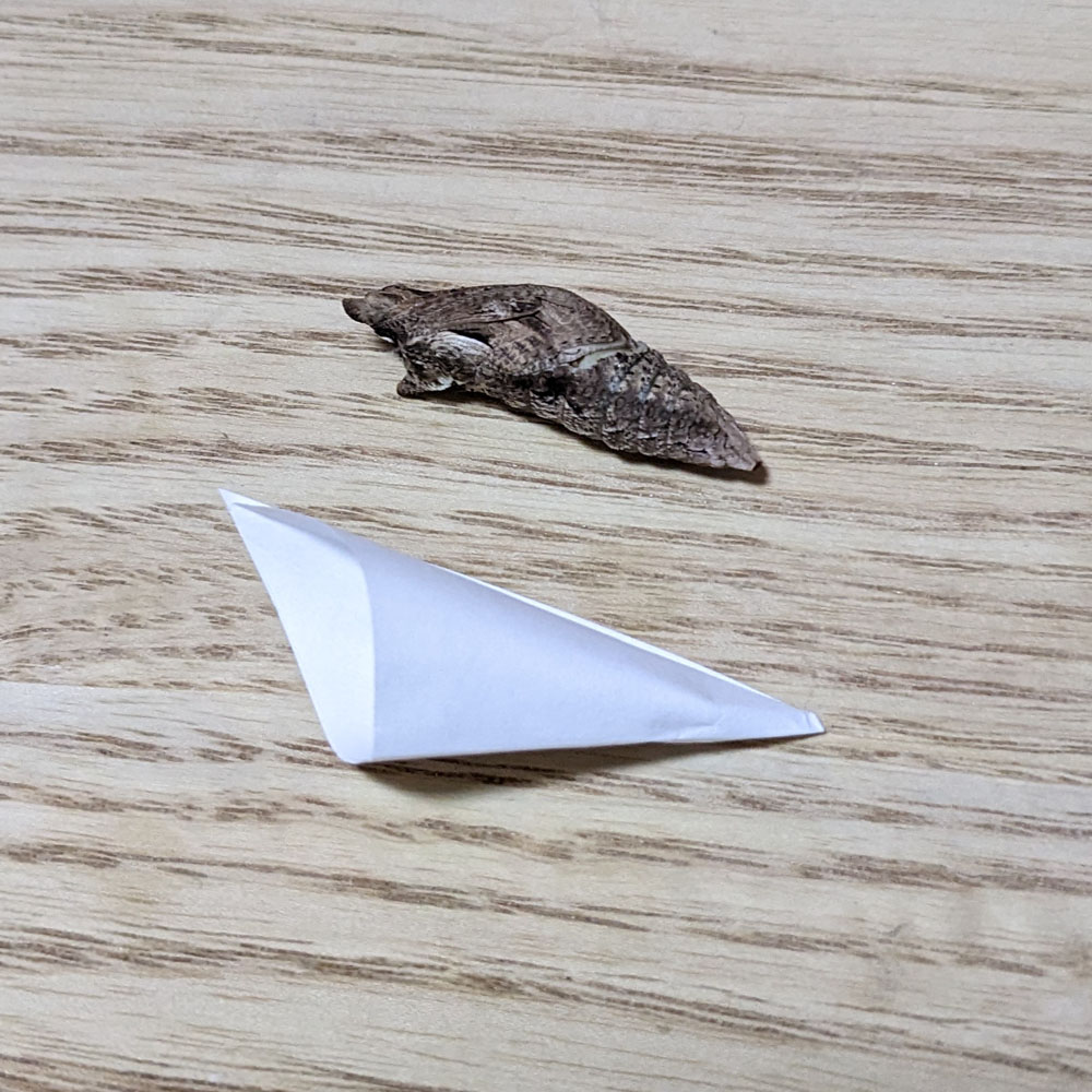 蛹とポケット