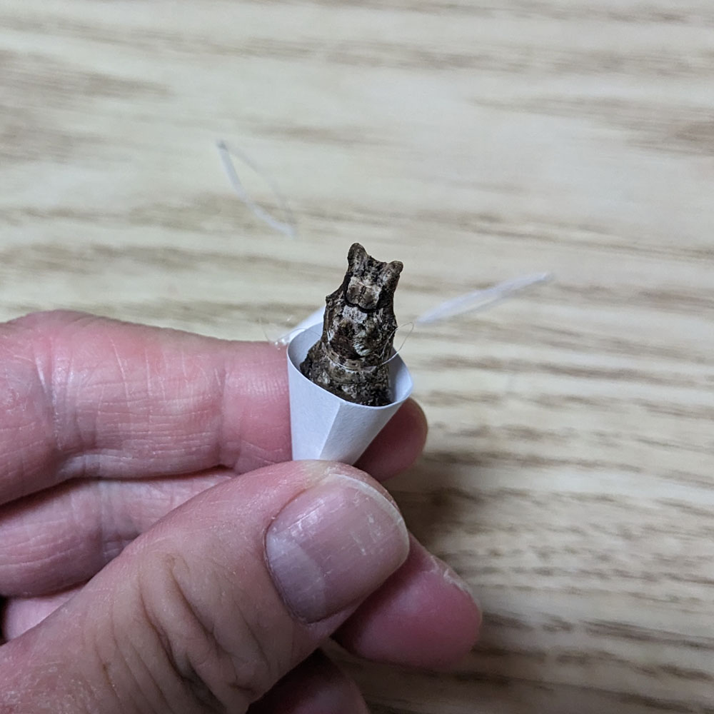 ポケットに入ったアゲハチョウの蛹