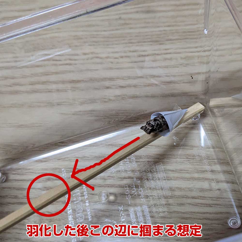 羽化した後の予想図