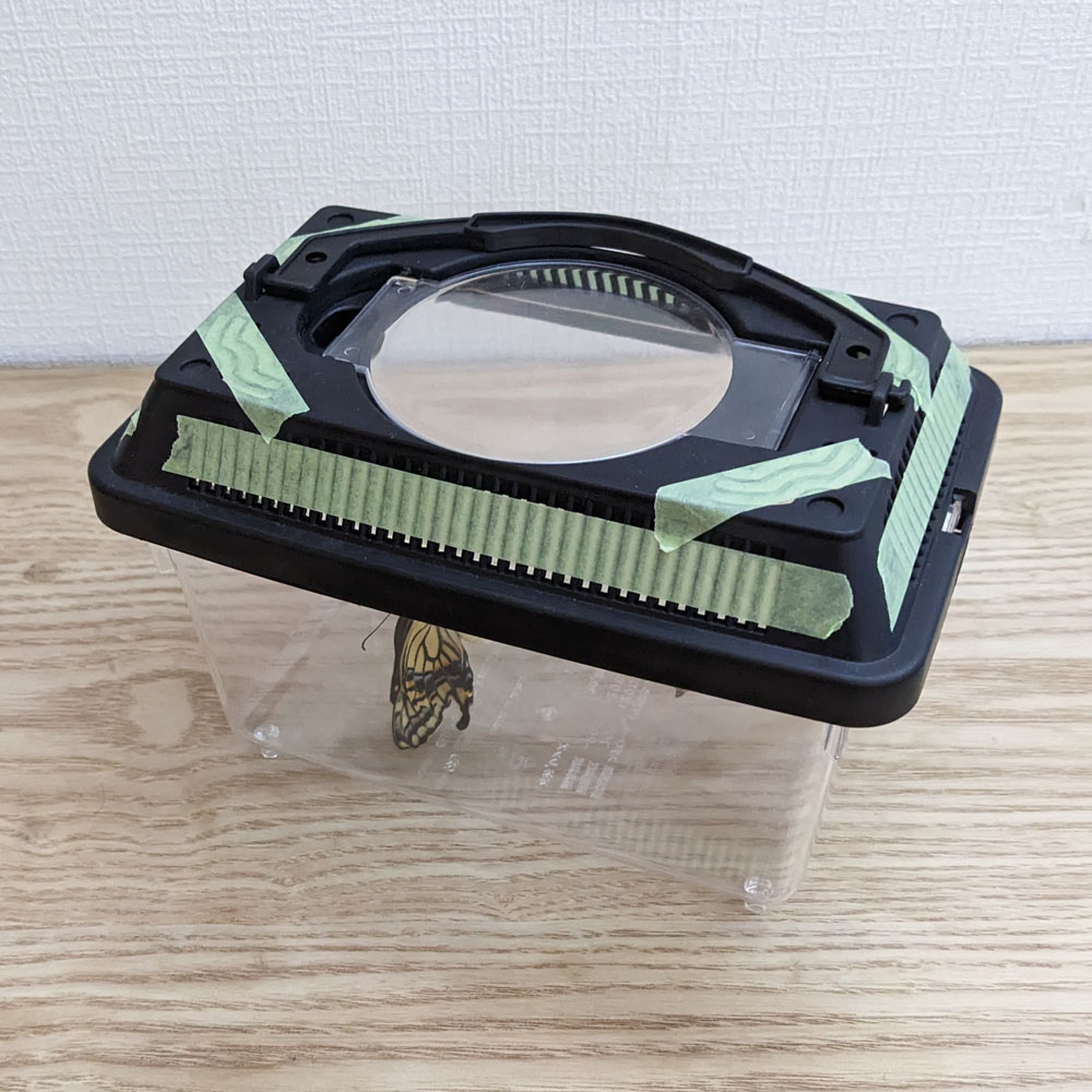 アゲハチョウを入れた虫かご