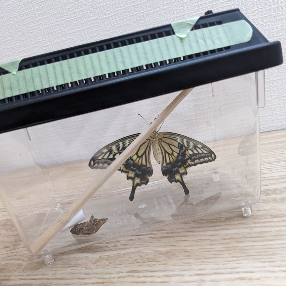 羽を広げるアゲハチョウの成虫