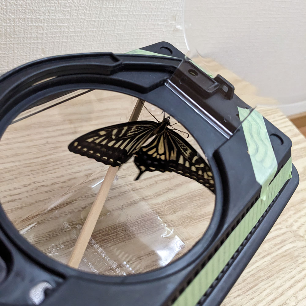 羽を広げるアゲハチョウの成虫