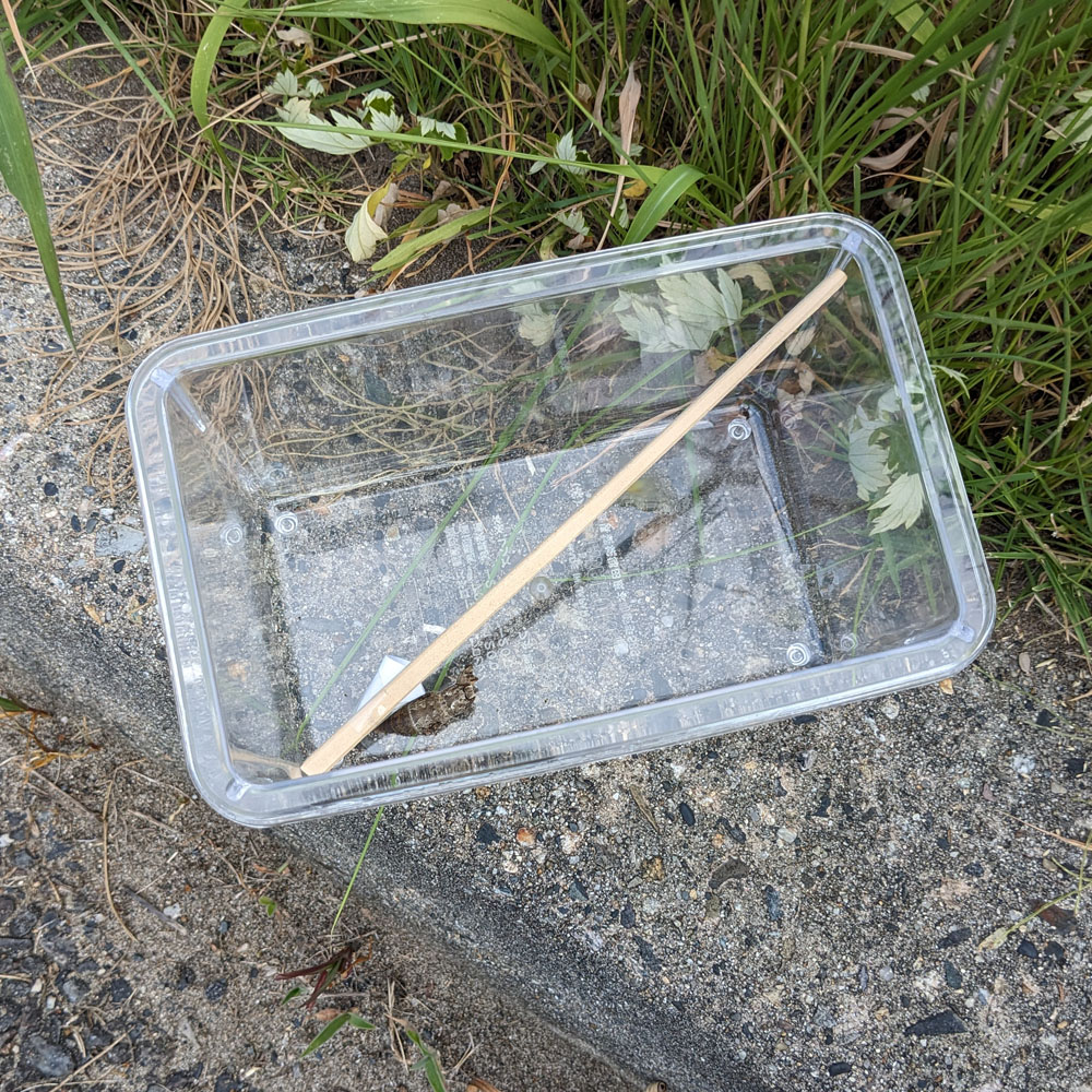 アゲハチョウの蛹の抜け殻だけが残った虫かご
