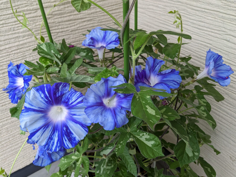 青い花の交配アサガオ