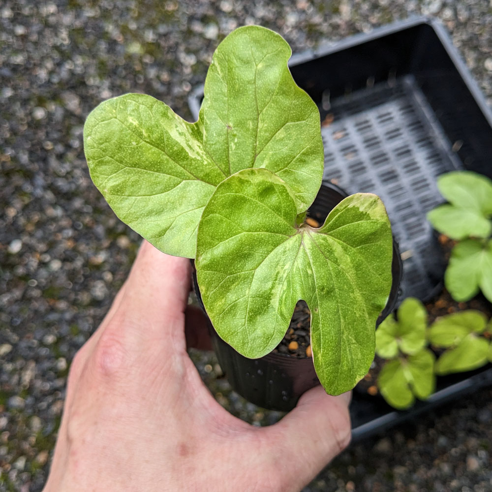 交配アサガオ、葉に模様がある