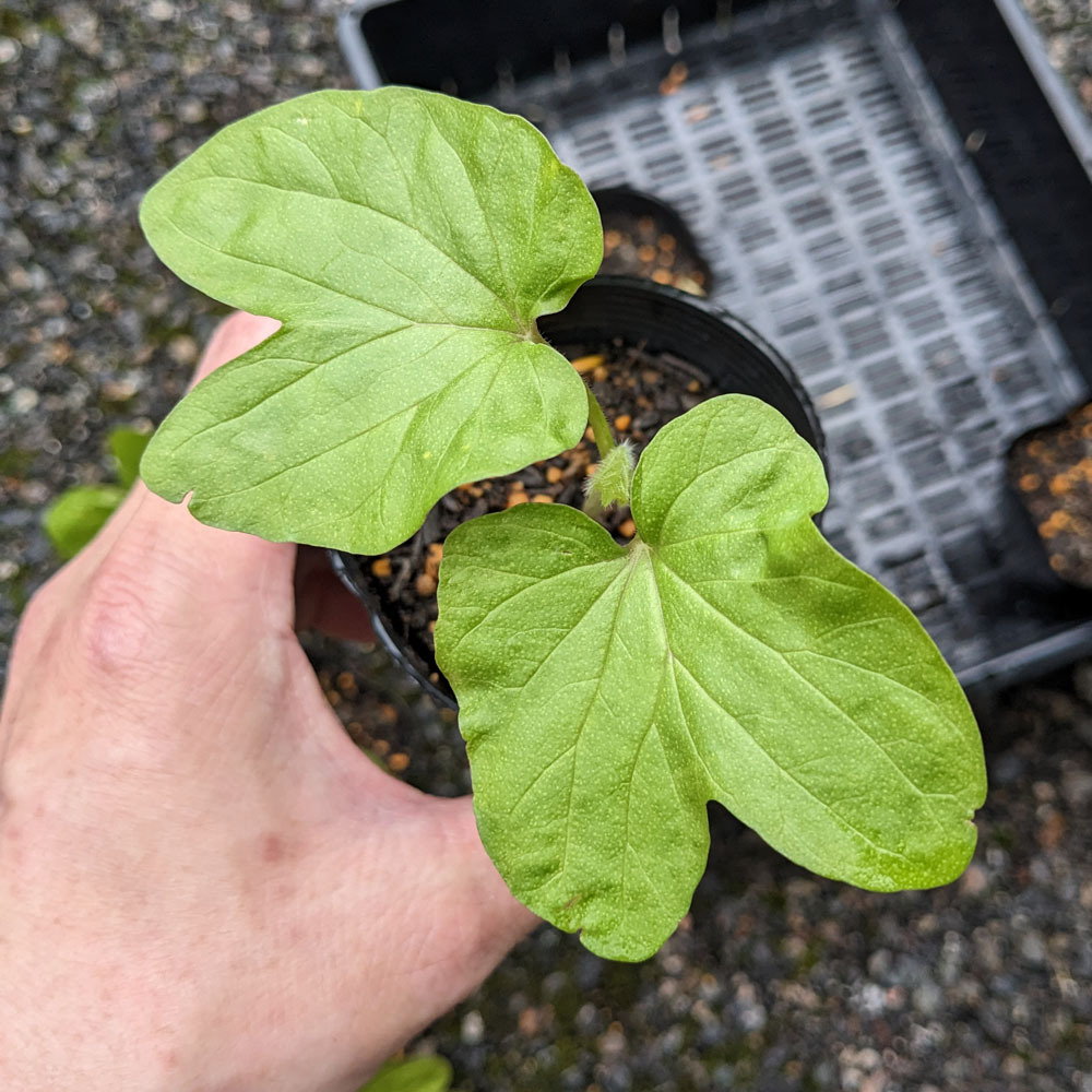 交配アサガオ、葉に模様がない