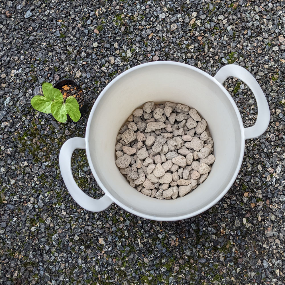 交配アサガオを鉢に植えた