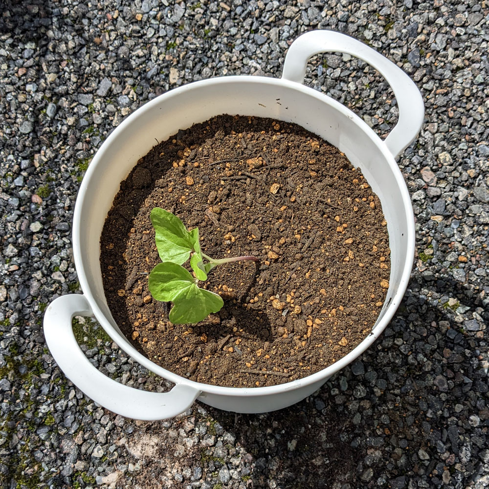 交配アサガオを鉢に植えた