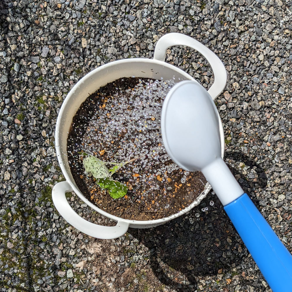 交配アサガオの鉢に水を与えている