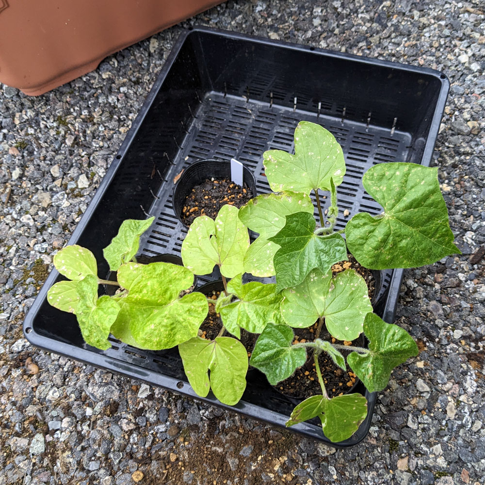 種まきポットに植えられた交配アサガオの苗