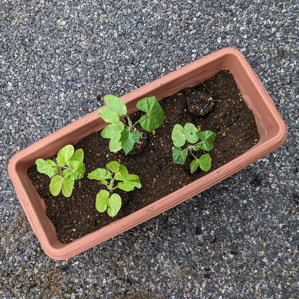 プランターに置かれた交配アサガオの苗