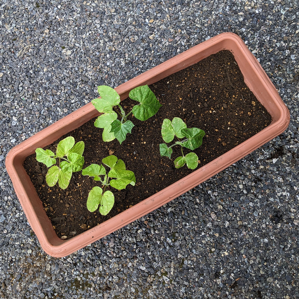 交配アサガオの苗をプランターに植えた
