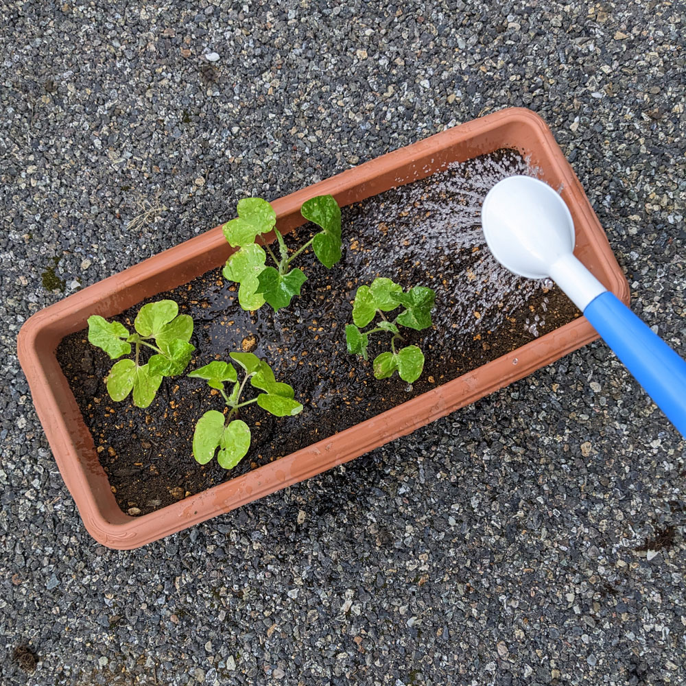 プランターに植えた交配アサガオの苗に水を与えている