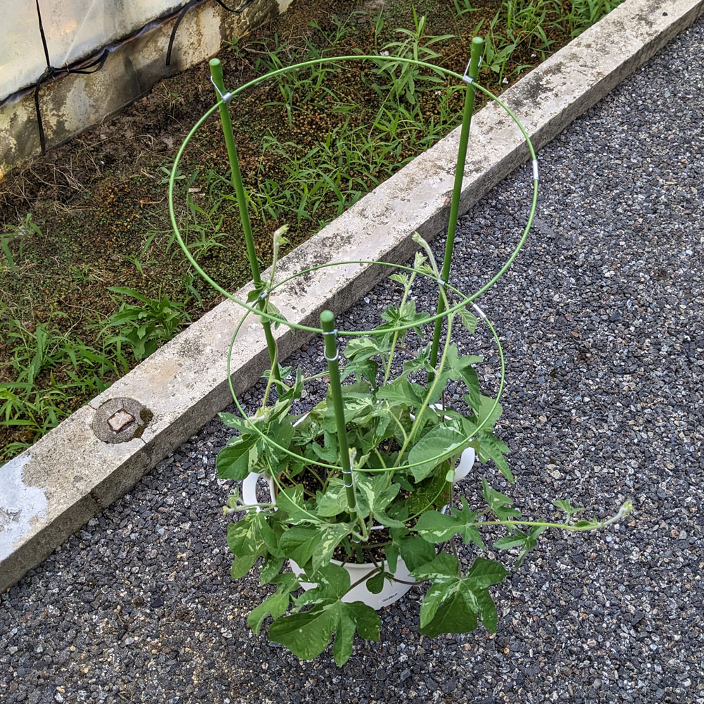 交配アサガオの鉢植え