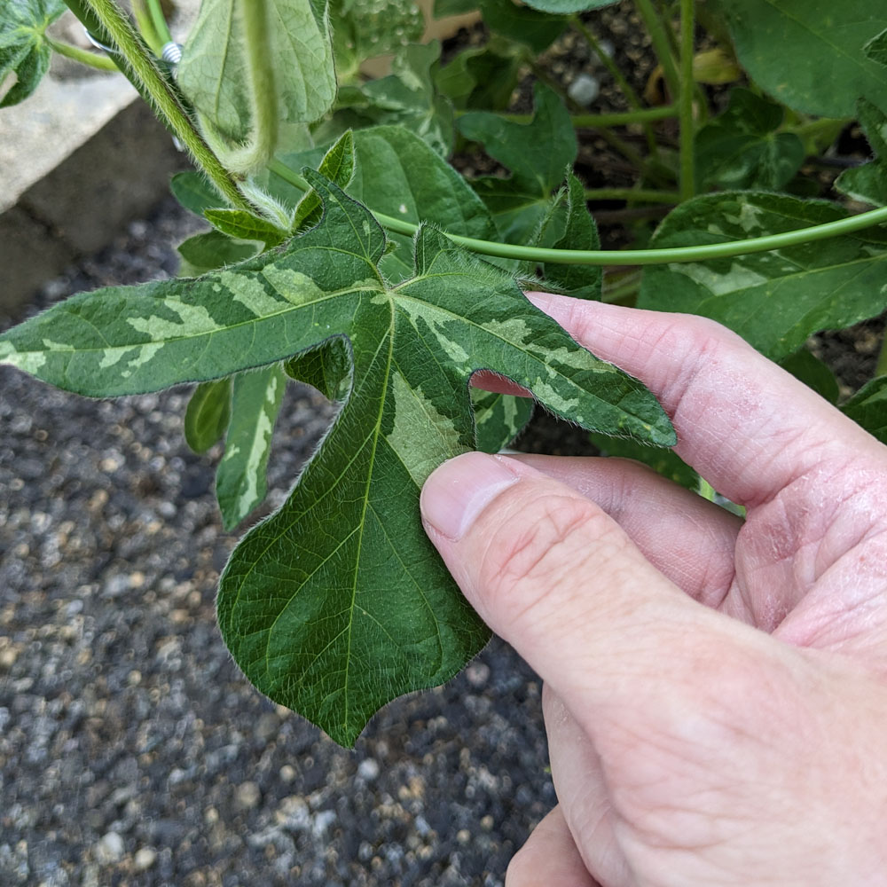 交配アサガオの葉、ハッキリとした模様がある