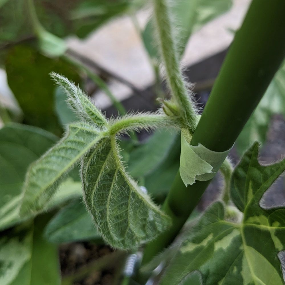 交配アサガオの花芽