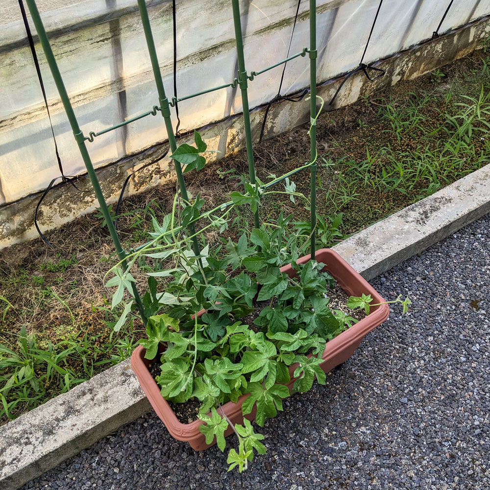 プランターに植えた交配アサガオ