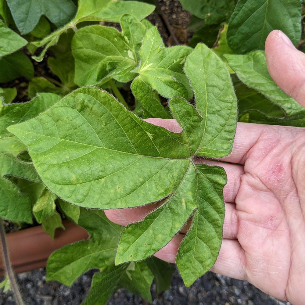 交配アサガオの葉、黄緑で模様があまり無い