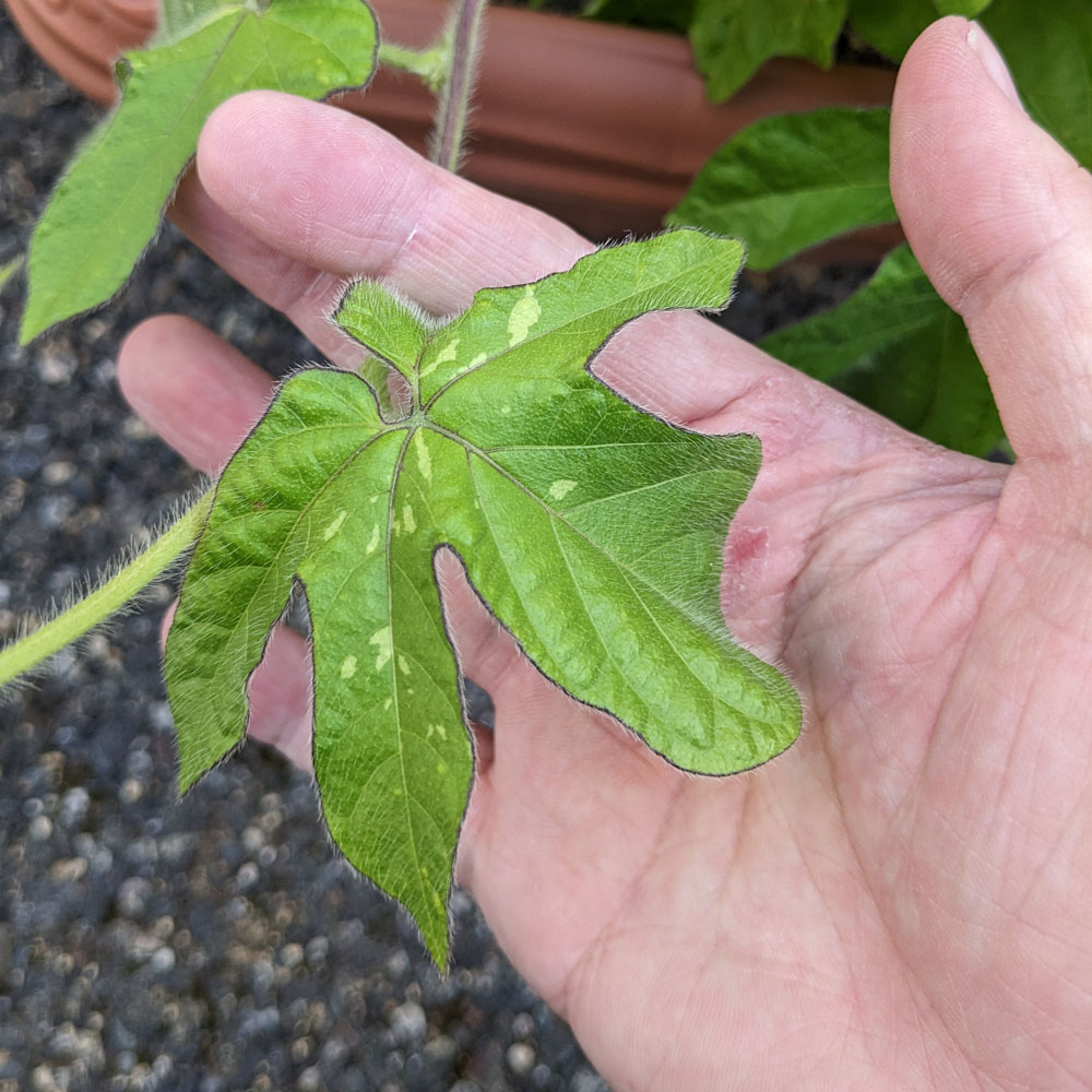 交配アサガオの葉、黄緑で模様がある