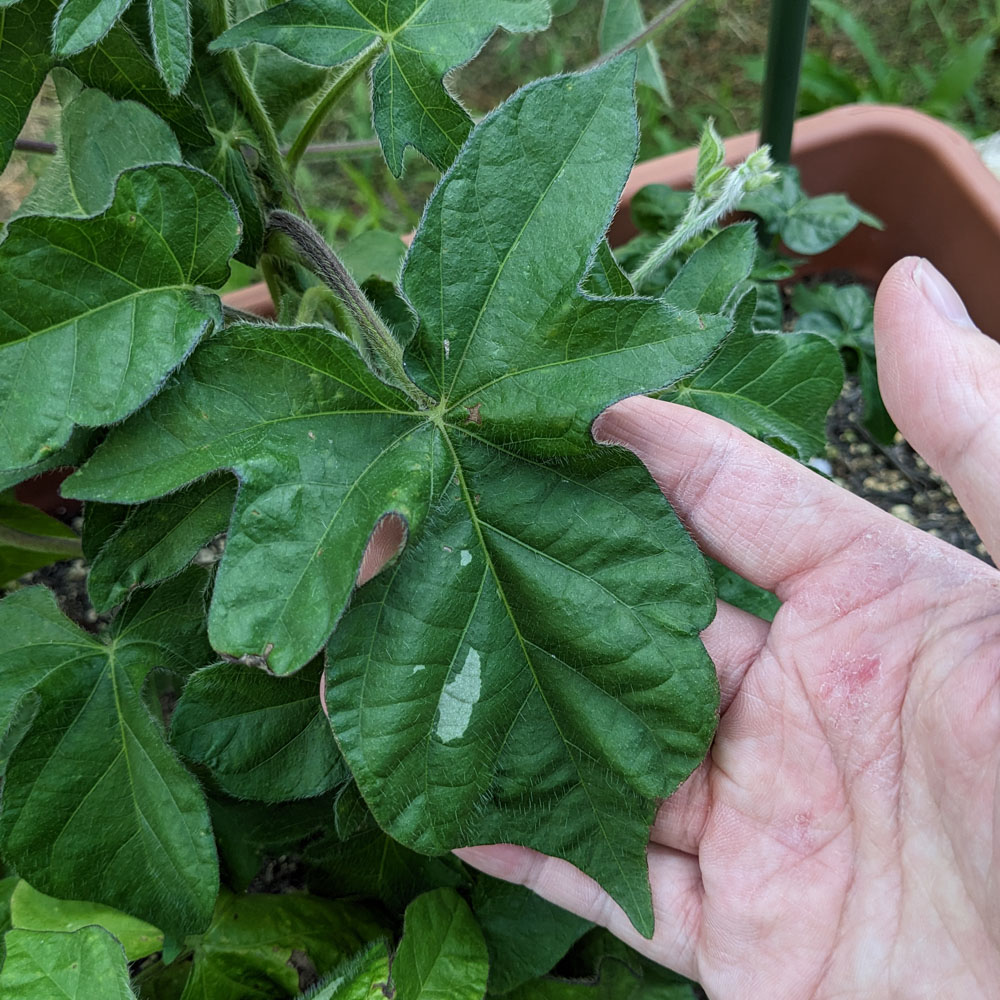 交配アサガオの葉、緑で模様がある