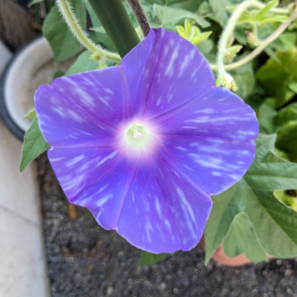 紫の交配アサガオの花