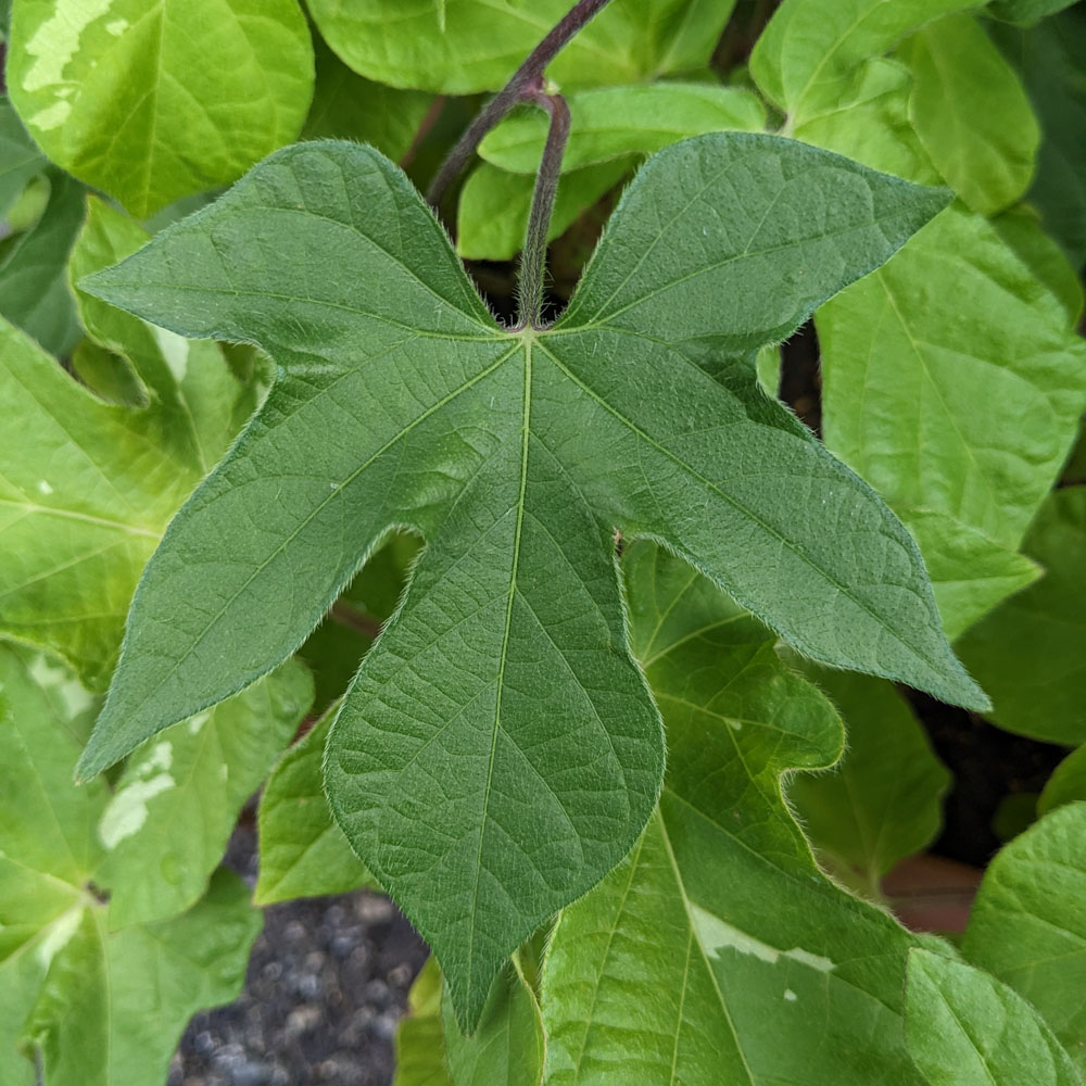 交配アサガオの葉