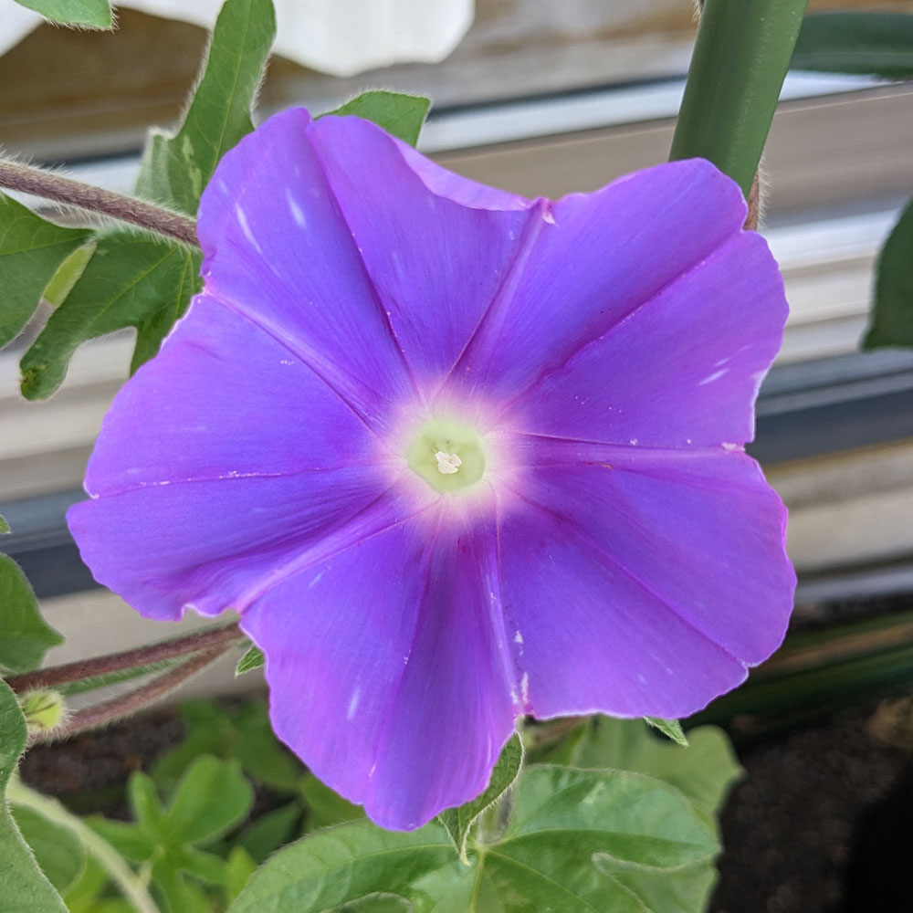 紫の交配アサガオの花、模様がほとんどない
