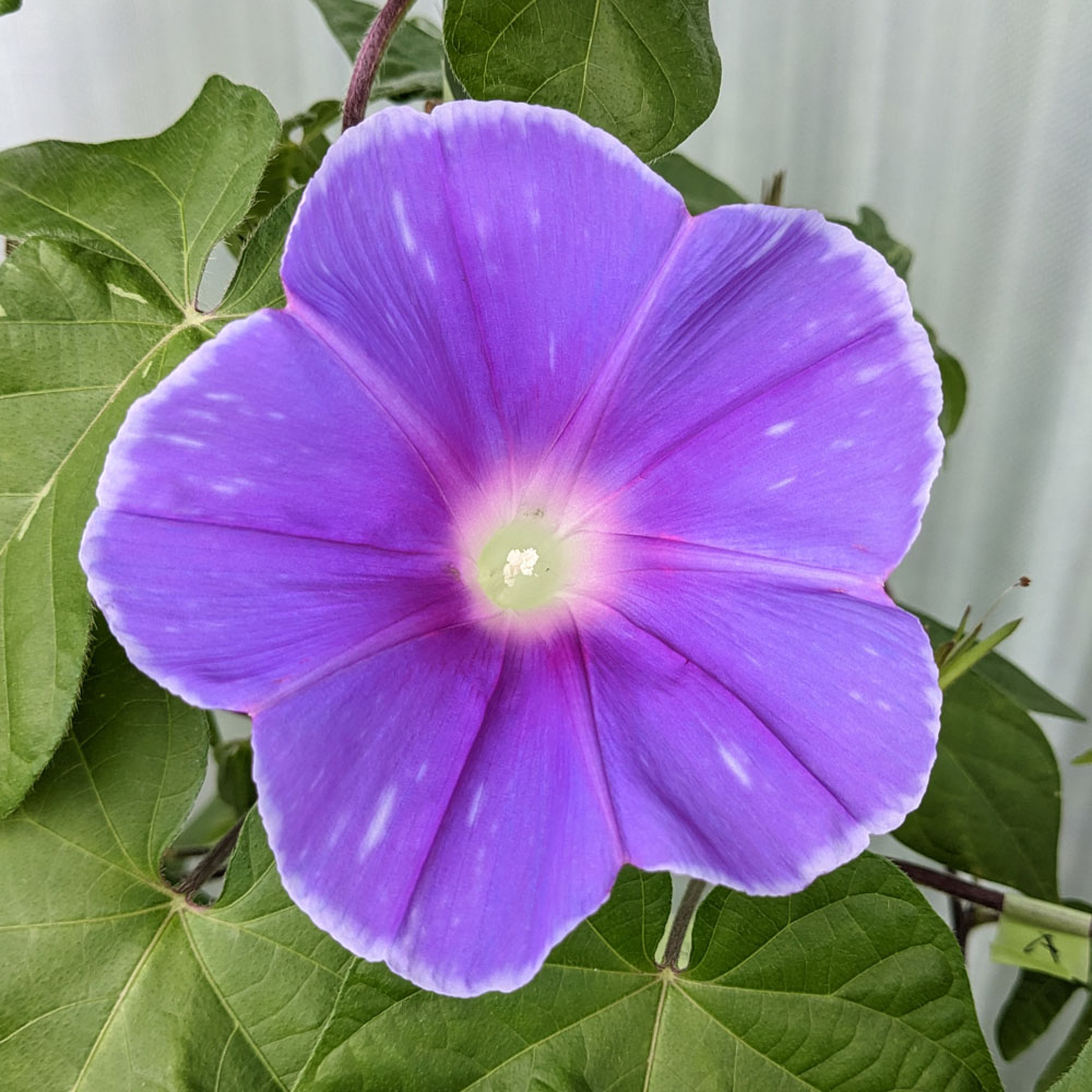 紫の交配アサガオの花、覆輪模様がある
