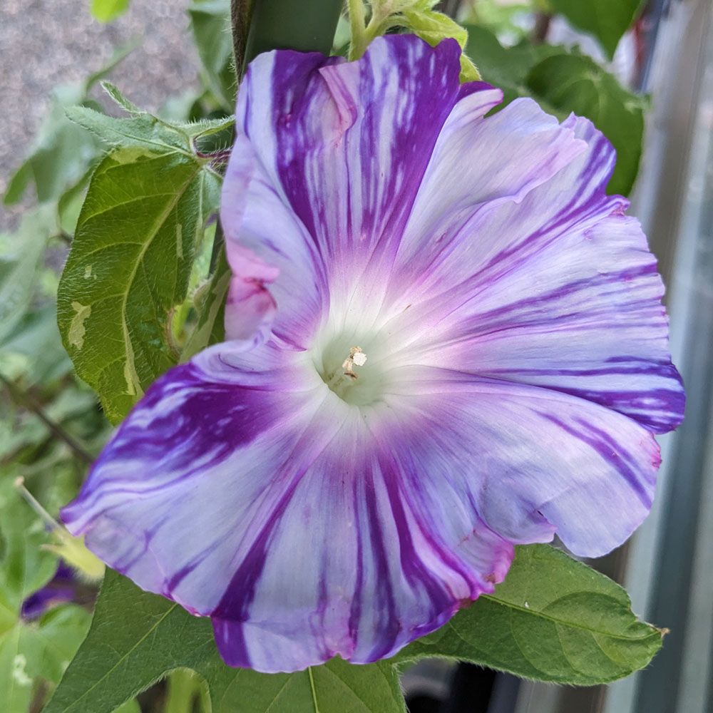 紫と白の交配アサガオ