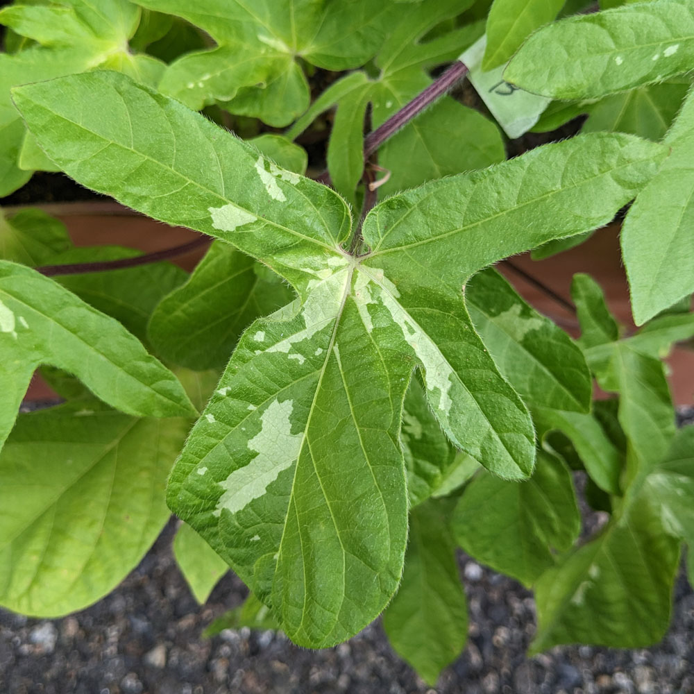 紫と白の交配アサガオの葉