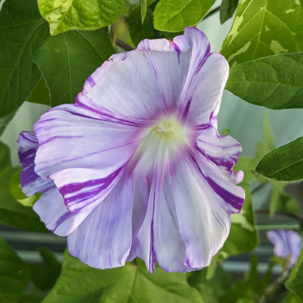 紫と白の交配アサガオ