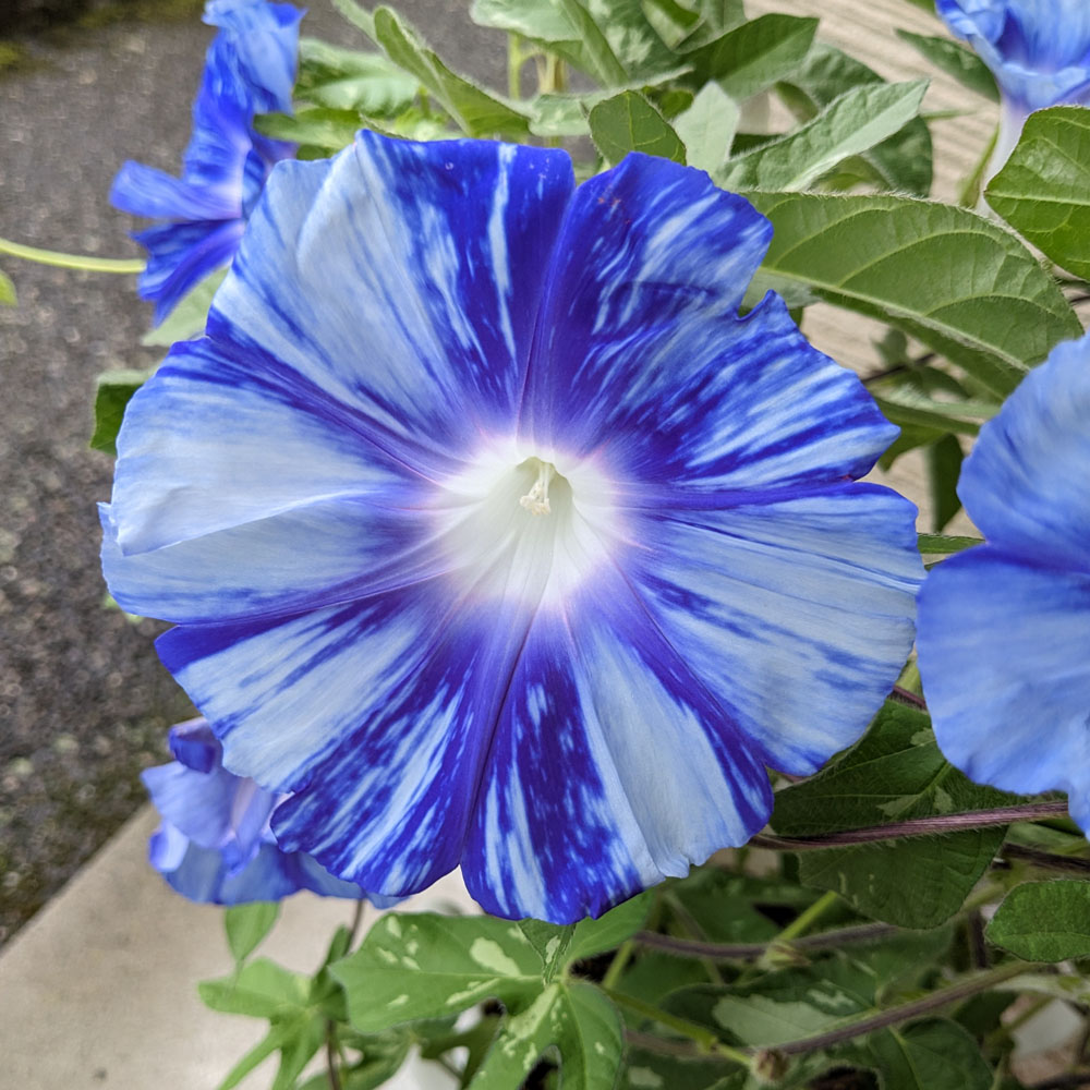 青い交配アサガオ