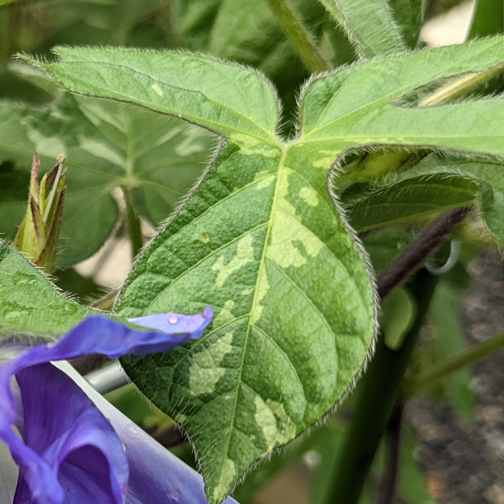 青い交配アサガオの葉